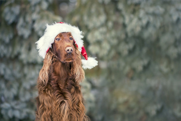 Article image for Laura V’s list of 9 festive foods you should NOT feed your dog this Christmas