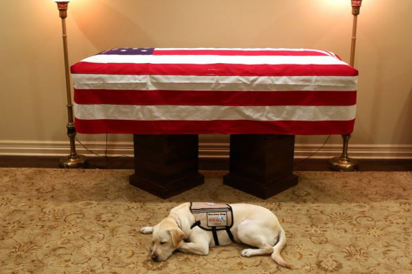 Article image for Heartbreaking photo of George H.W. Bush’s service dog lying by his casket goes viral