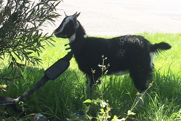 Article image for Rogue goat found wandering the streets of Footscray
