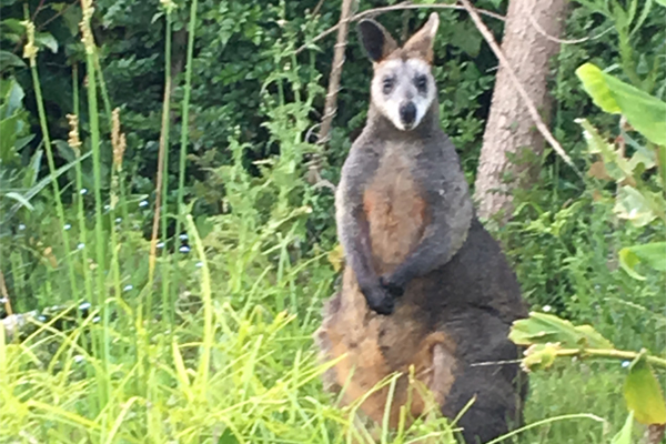Article image for White-faced kangaroo spotted in Waratah Bay