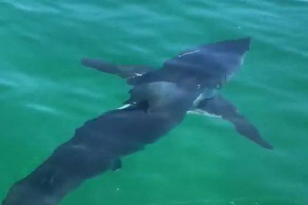 Article image for Sharks sighted off Mornington Peninsula, Cape Woolamai and Barwon Heads