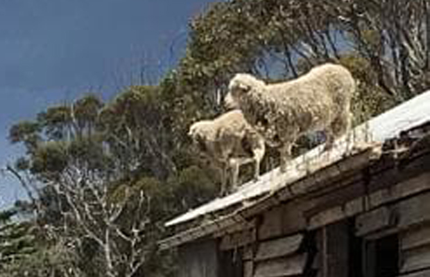 Article image for Woolly jumpers: How did these sheep get up here?