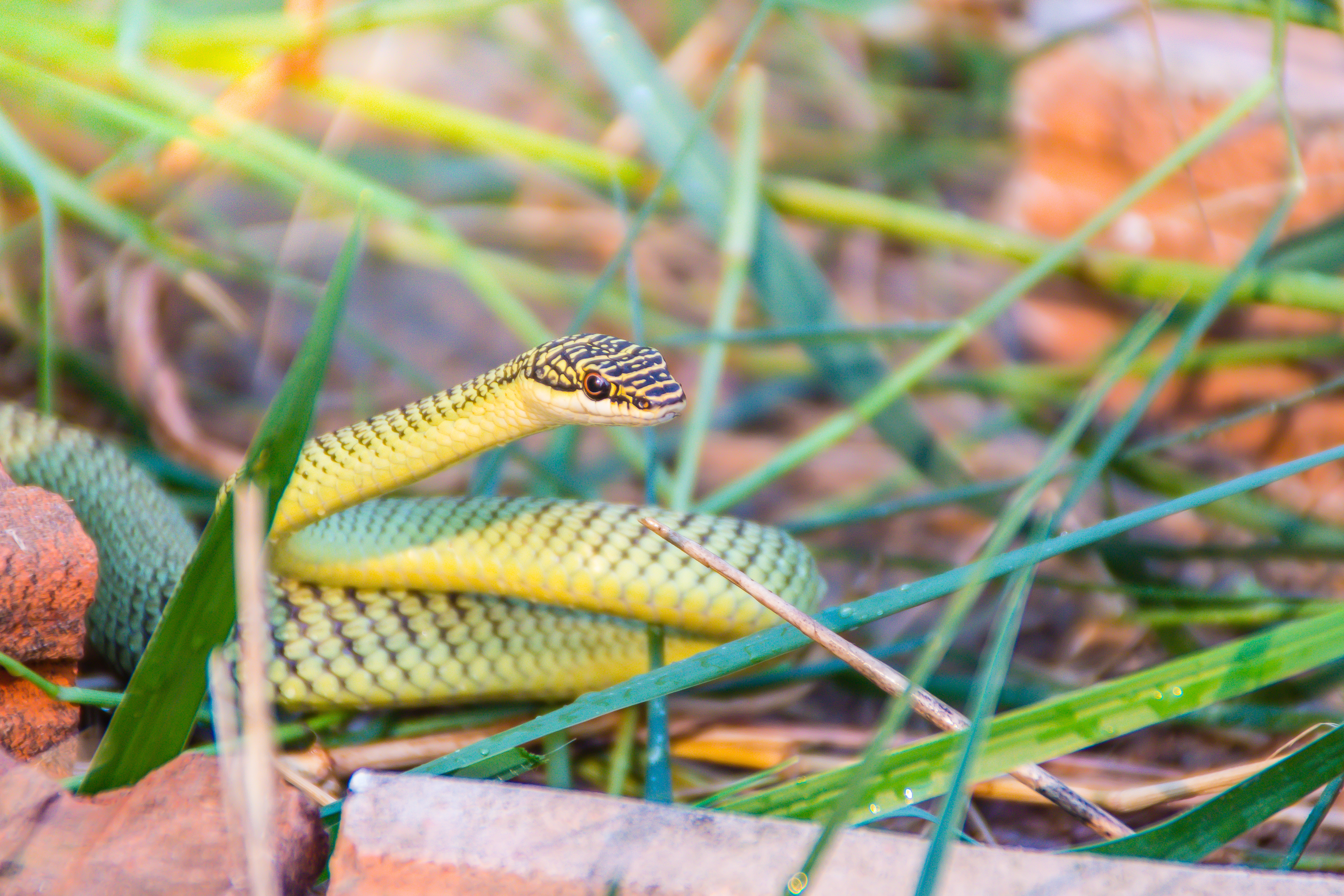 Article image for What to do if you’re bitten by a snake as reported cases skyrocket in Victoria