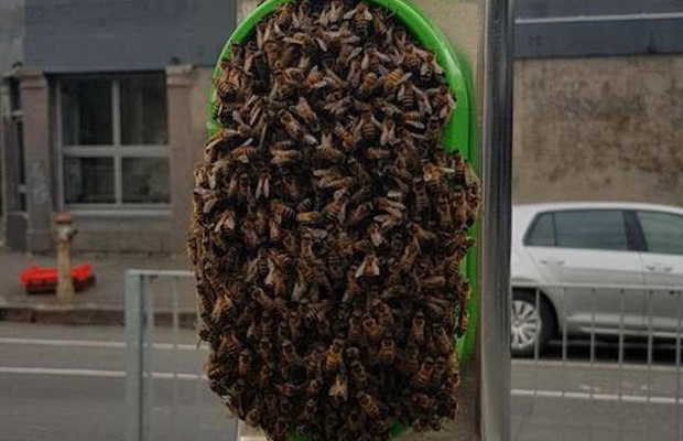 Article image for Trams skip Lygon St stop due to bee swarm