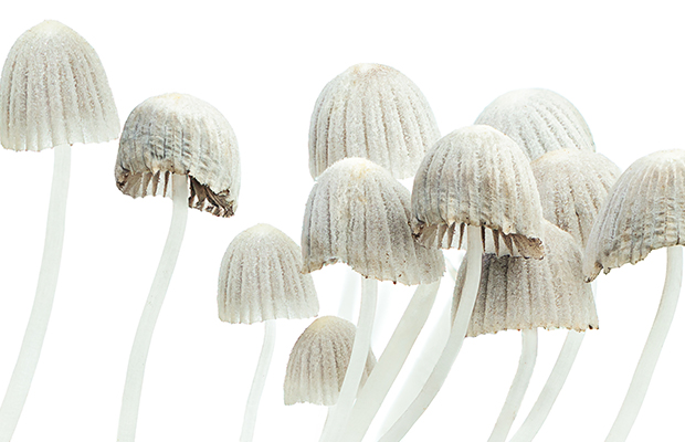 Article image for Magic Mushroom trial to begin at Melbourne hospital