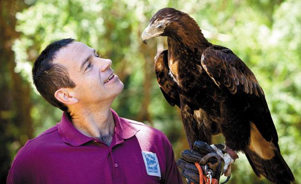 Article image for One of Healesville Sanctuary’s star attractions takes off mid-show!