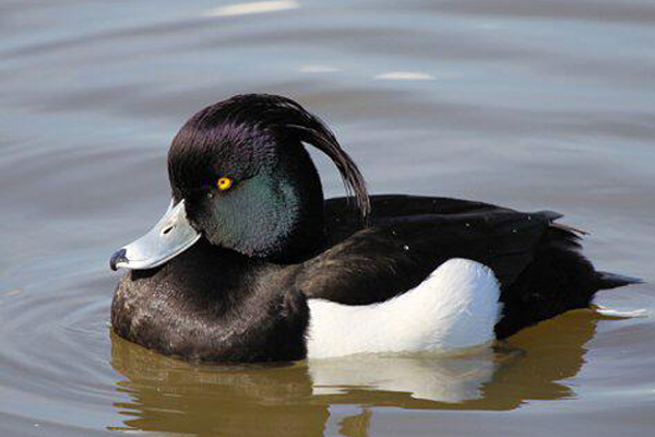 Article image for Rumour File: Birdwatchers flock to unlikely place to spot extremely rare bird