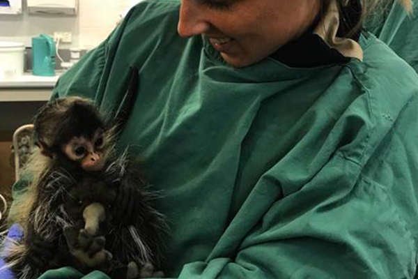 Article image for Melbourne Zoo staff step up as mum for abandoned spider monkey