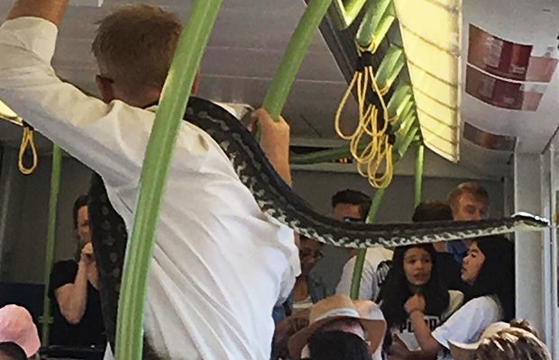Article image for Snake on a train: Sssslithering passenger joins morning commute
