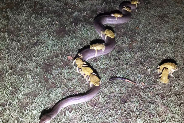 Article image for Man snaps photo of cane toads hitching a ride on a 3.5m python