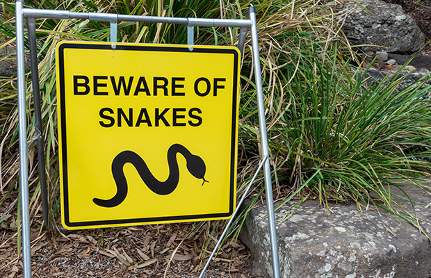 Article image for Experts say this is Melbourne’s new snake capital