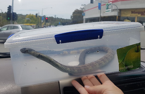 Article image for Tiger snake sends shopping centre carpark into chaos!