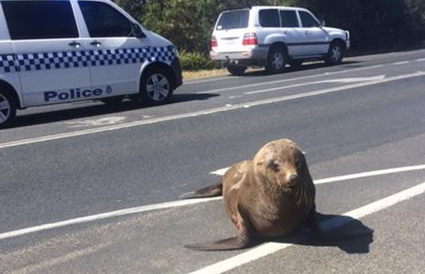 Article image for Seal hits the highway by the bay!