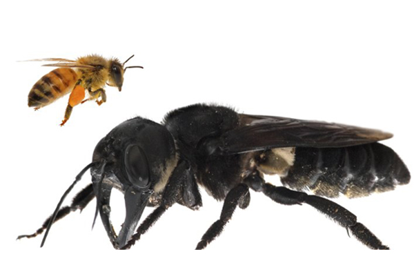 Article image for World’s largest bee feared extinct found after almost 40 years
