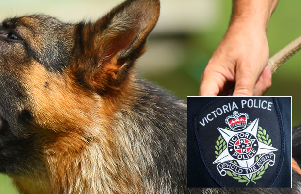 Article image for Constable taken to hospital after being bitten by a police dog