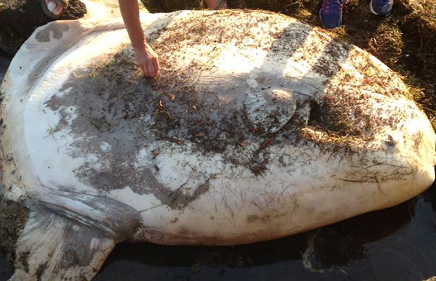 Article image for Rumour File: Giant sunfish found washed up on Melbourne beach