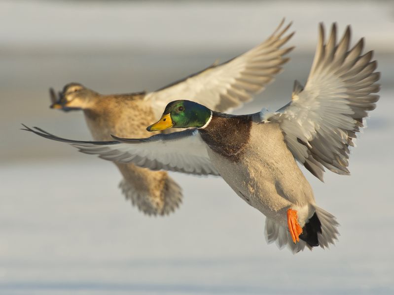 Article image for RSPCA calling for duck season to be cancelled