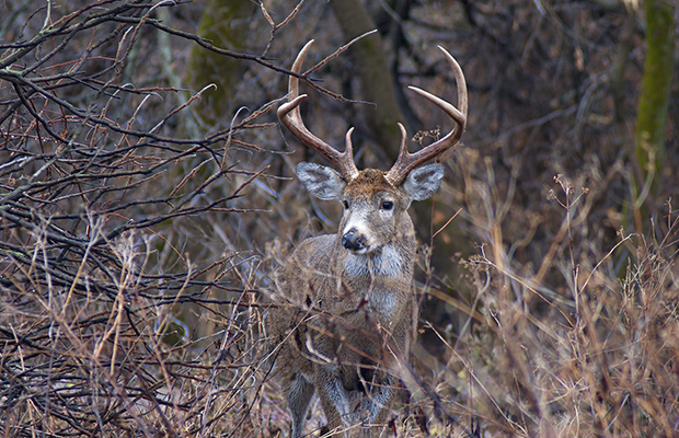 Article image for ‘Dangerous’ deer causing trouble in Melbourne’s north east