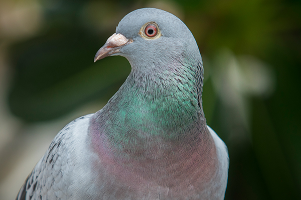 Article image for You won’t believe what a racing pigeon sold for…