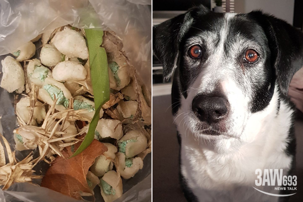 Article image for ‘Low act’: Rat bait wrapped in pastry spotted after dog baiting incident on Mornington Peninsula