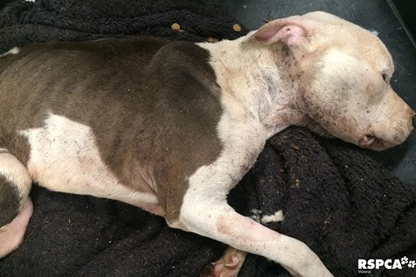Article image for RSPCA investigates after dog found barely alive in a ditch in Melbourne’s outer west