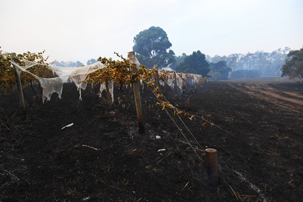 Article image for Tonimbuk heartbreak: Winery owner says police officer tried to book him as his vines “melted”