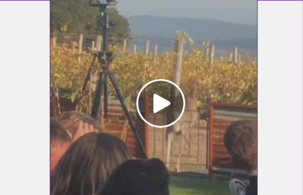 Article image for I roo: Jumpy start to Yarra Valley wedding