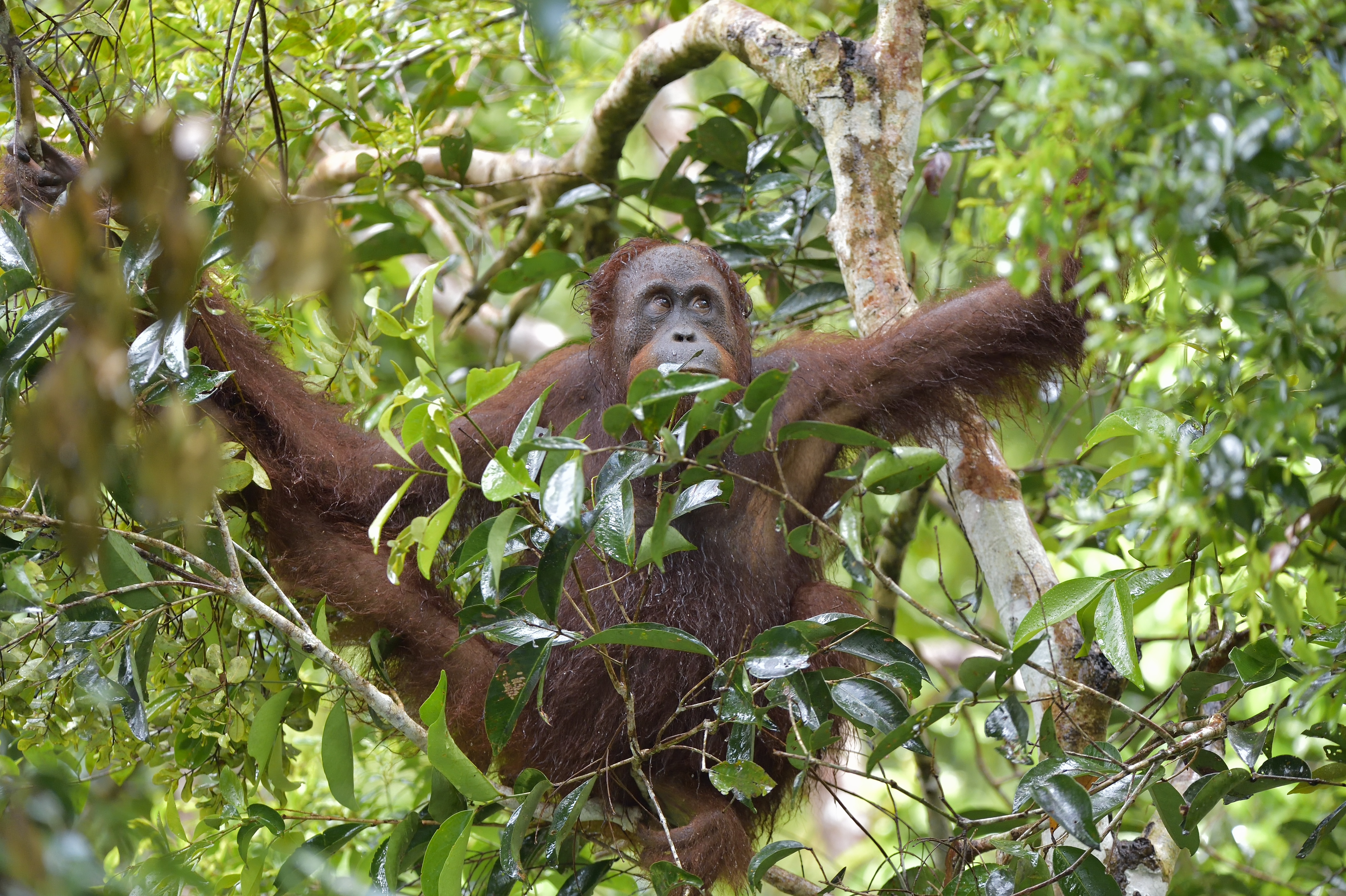 Article image for Orangutan escapes enclosure, sending Melbourne Zoo into lockdown