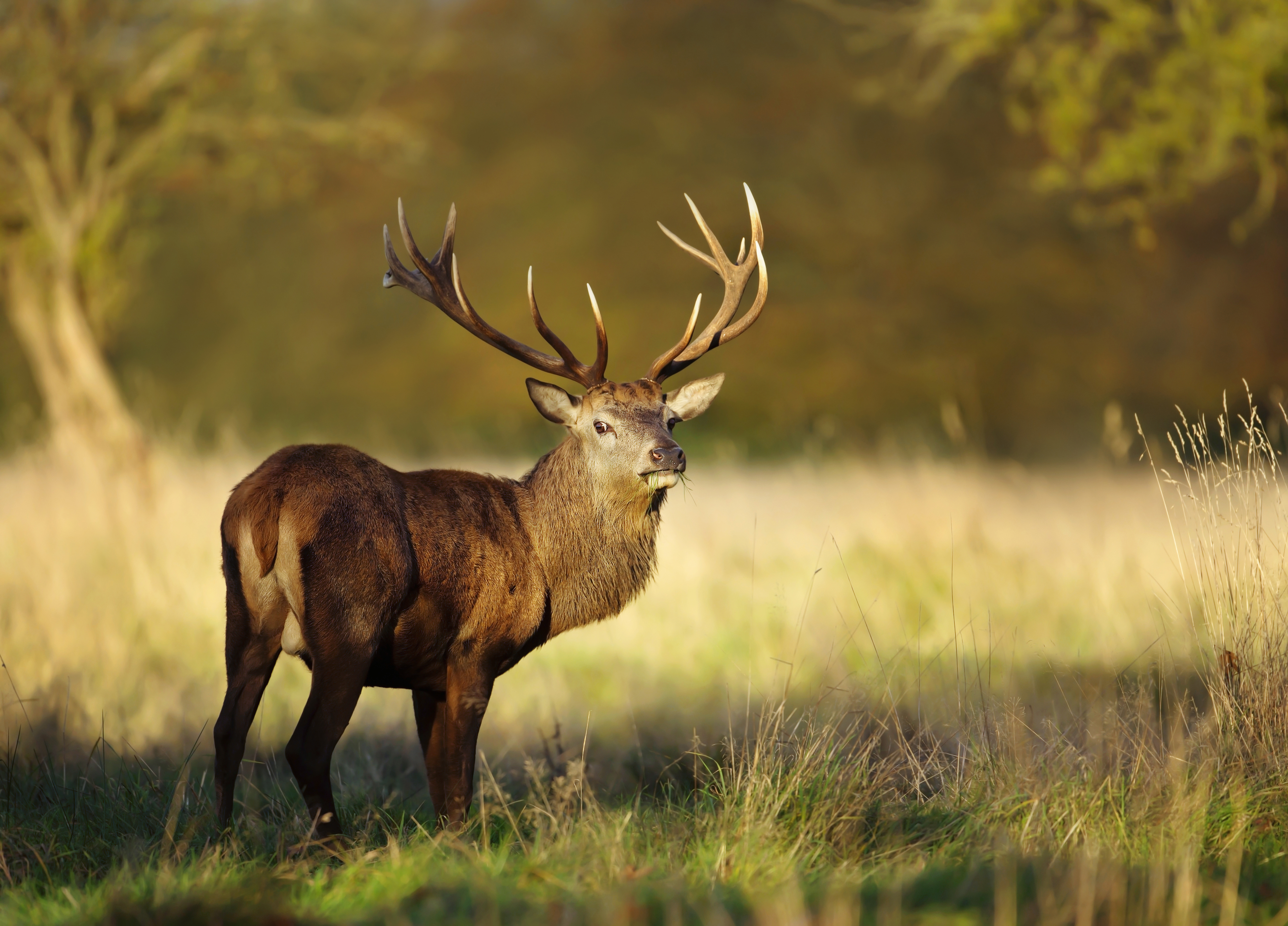 Article image for Deer attack: Man dead, woman fighting for life