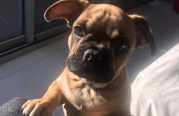 Article image for Young French Bulldog pup stolen during break-in in northern suburbs