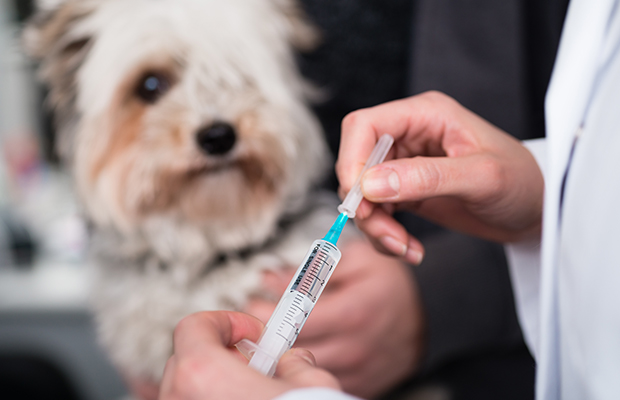 Article image for Dangerous animal anti-vaxxers refuse to immunise pets due to autism fears