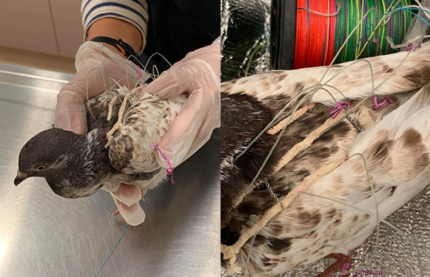 Article image for Bird wired, tied and used as ‘bait’ in shocking case of animal cruelty