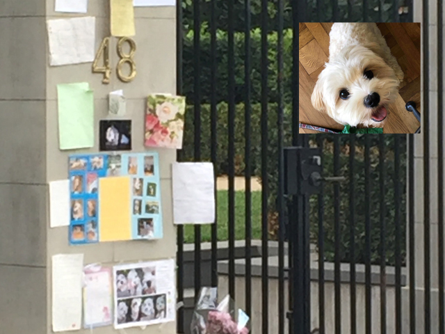Article image for Touching tribute: Grieving family creates shrine for beloved pooch