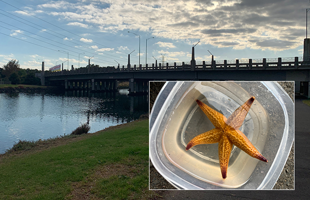Article image for Pretty predator: Maribyrnong river invaded by 100s of starfish