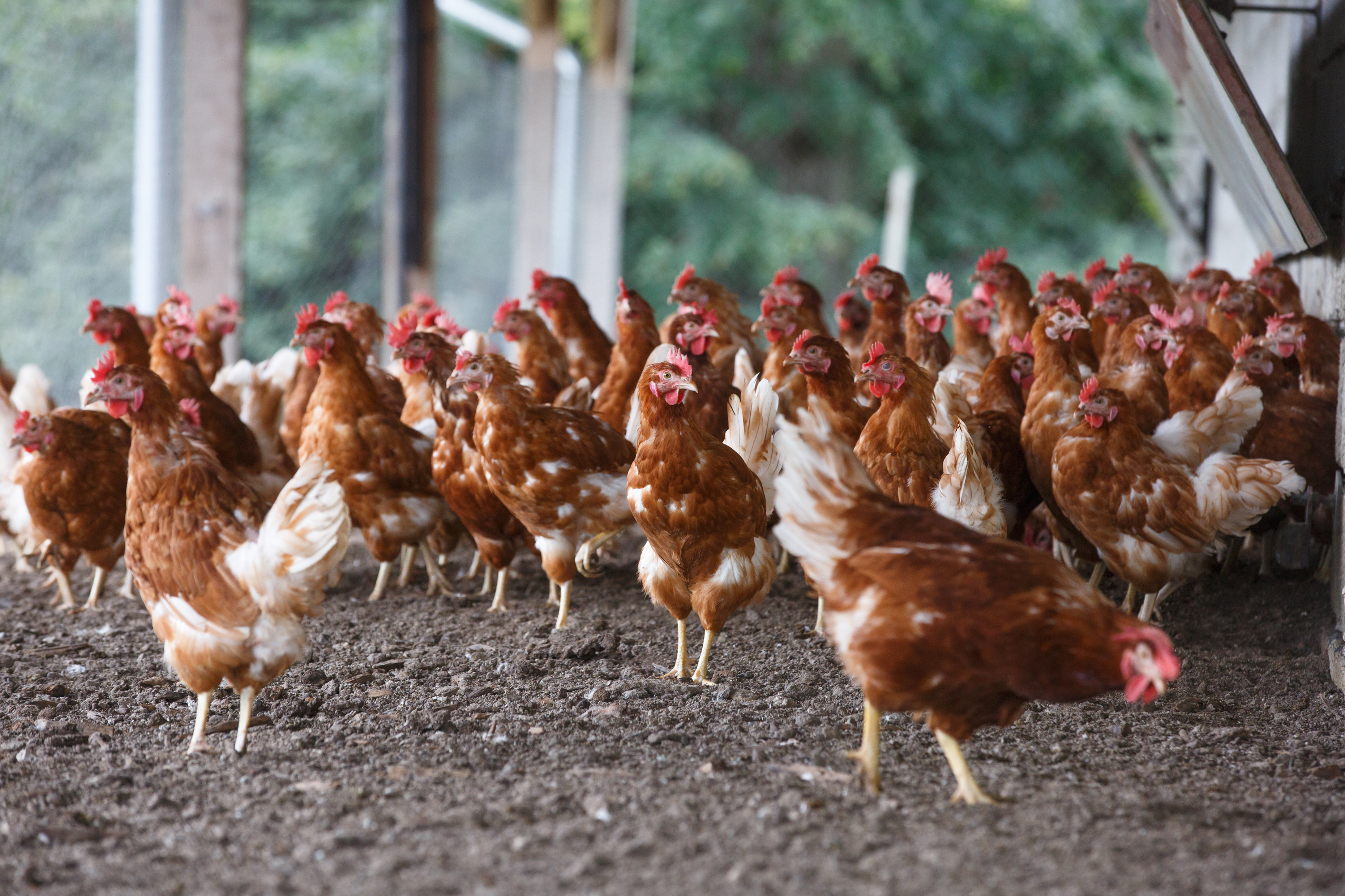 Article image for ‘Chooks can’t cope’: Why free-range isn’t all it’s cracked up to be