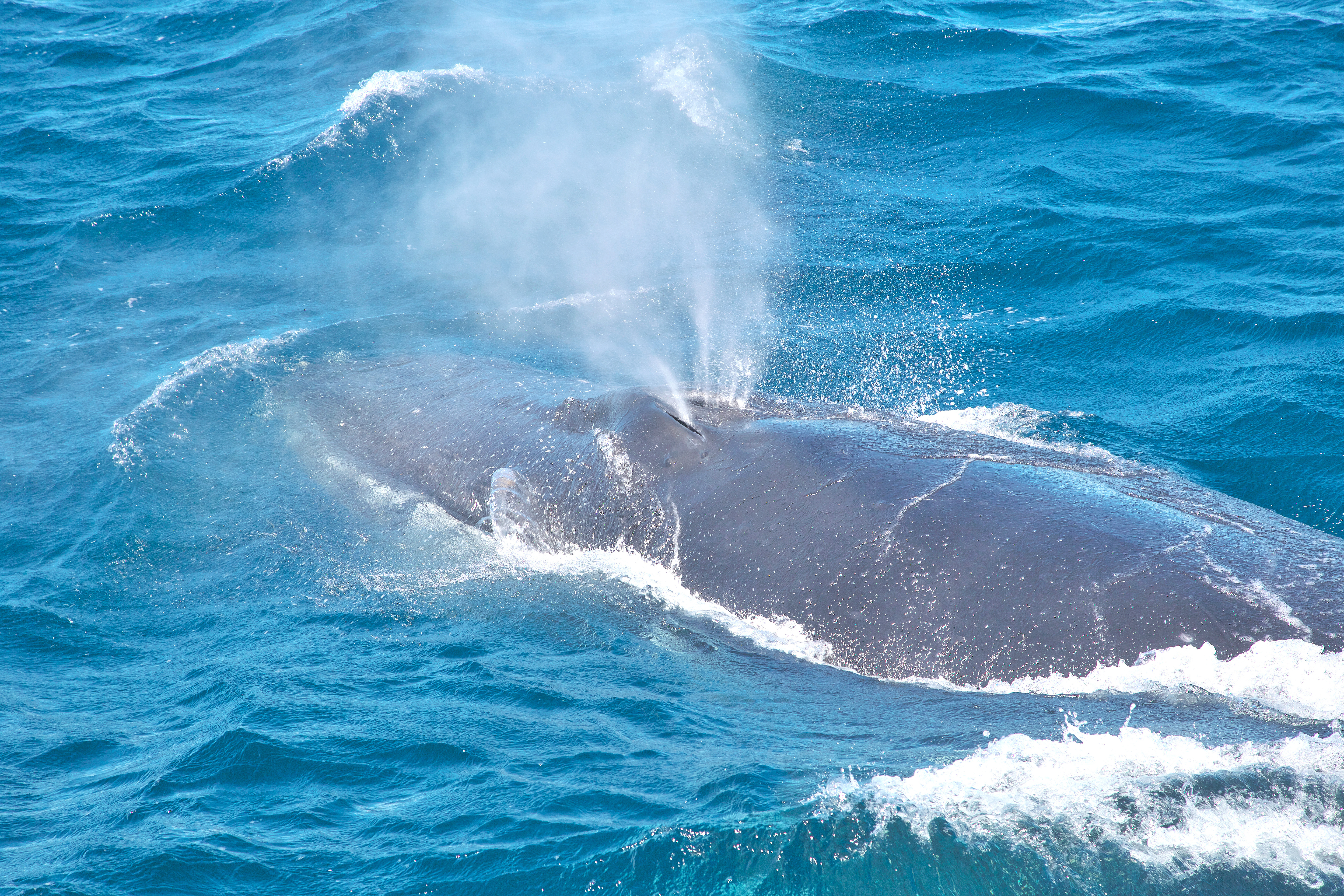 Article image for How whale snot has caught the interest of TEDx Melbourne