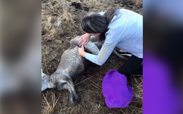 Article image for Kangaroo horror: A roo rescuer details her hellish day
