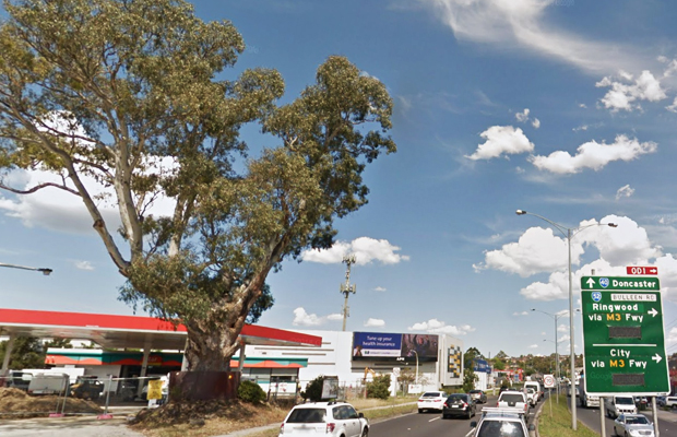 Article image for ‘Touch that tree and I’ll kneecap you’: 94-year-old rejoins fight to save iconic red gum