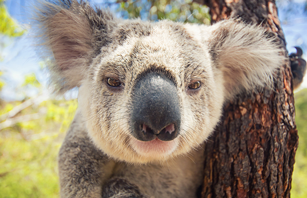 Article image for Koala crisis: We’re at a ‘tipping point’ towards extinction