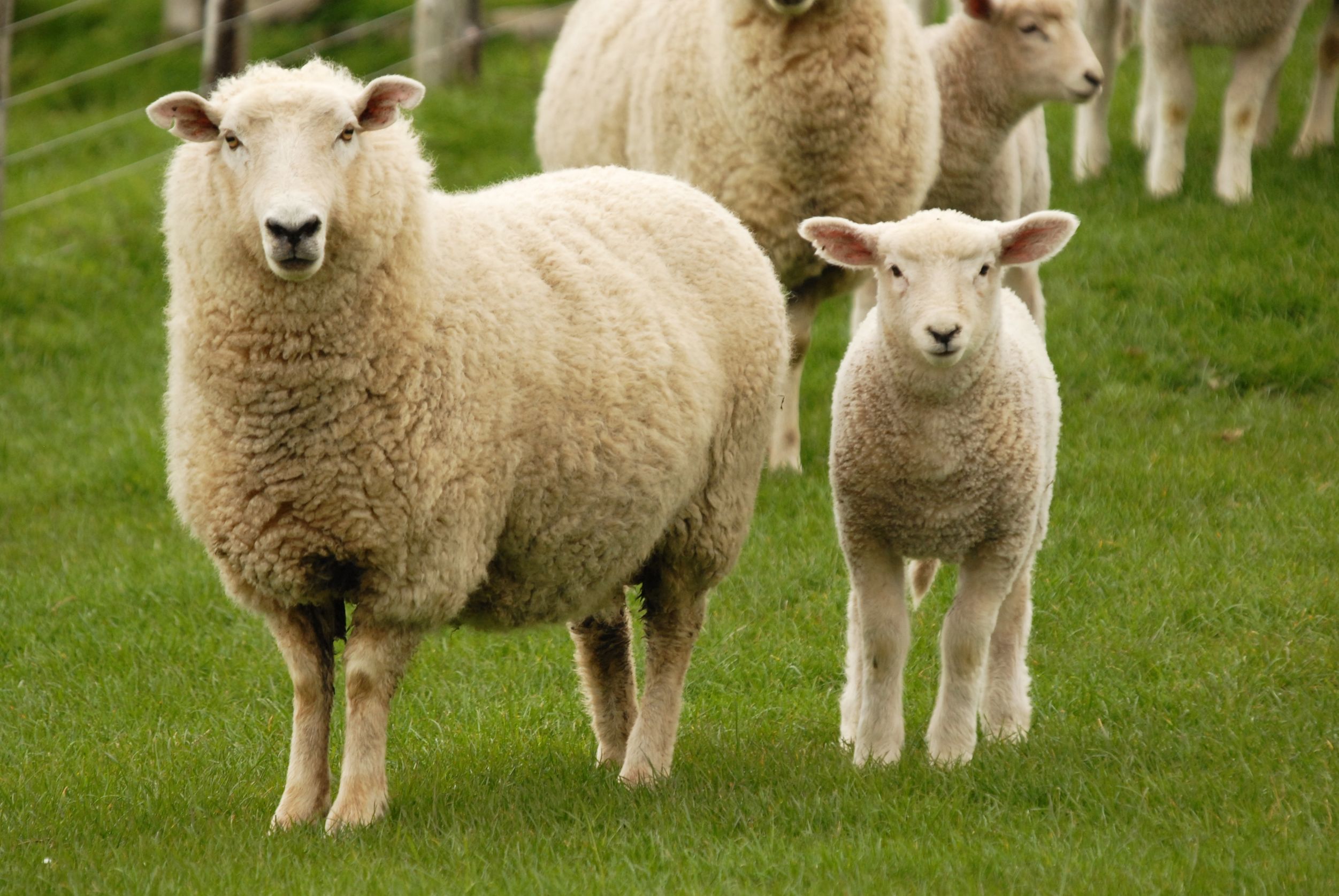 Article image for The definition of ‘lamb’ is about to change