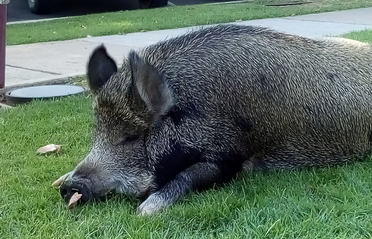 Article image for Grunt the pig to walk the streets of Wangaratta again