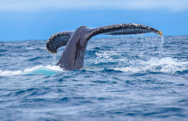 Article image for Race against time to free whale trapped in rope at Cape Nelson