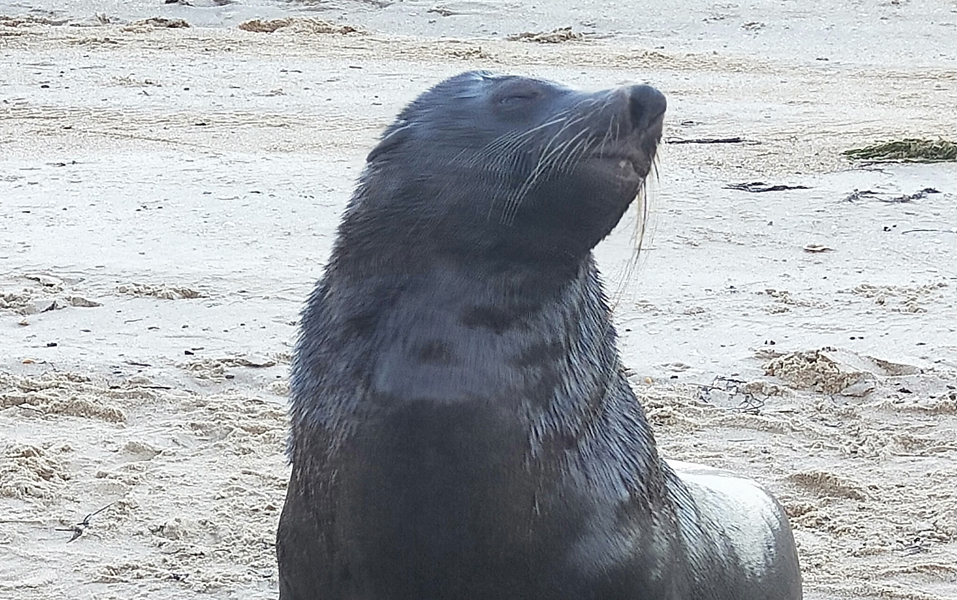 Article image for The huge Black Rock seal has died