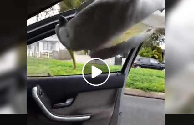 Article image for Funny video: Cheeky cockatoo torments Geelong woman