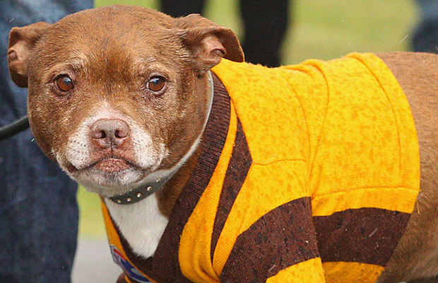 Article image for Bit ruff? Why dogs have been banned from local footy