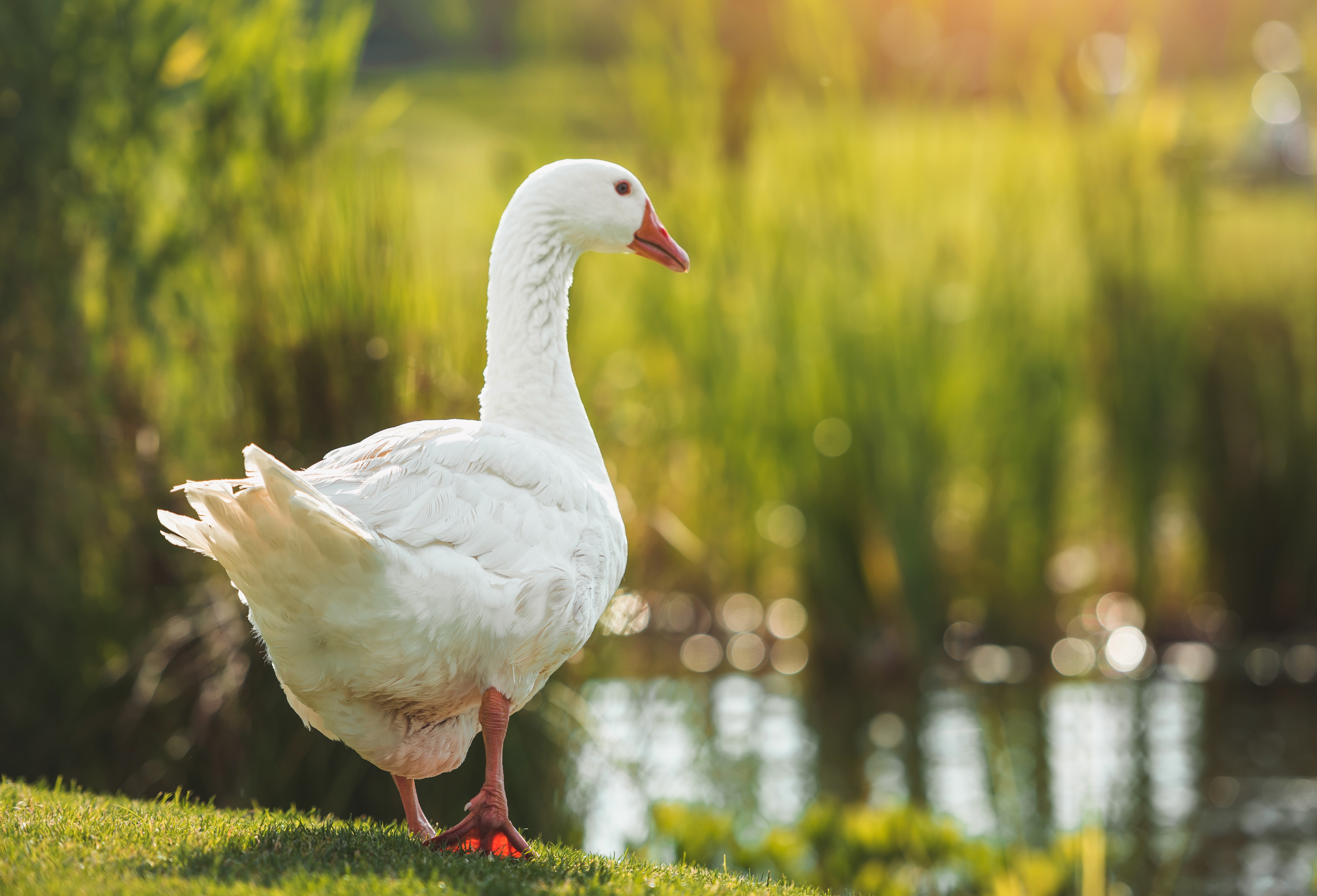 Article image for Daylesford locals furious after council votes to remove geese