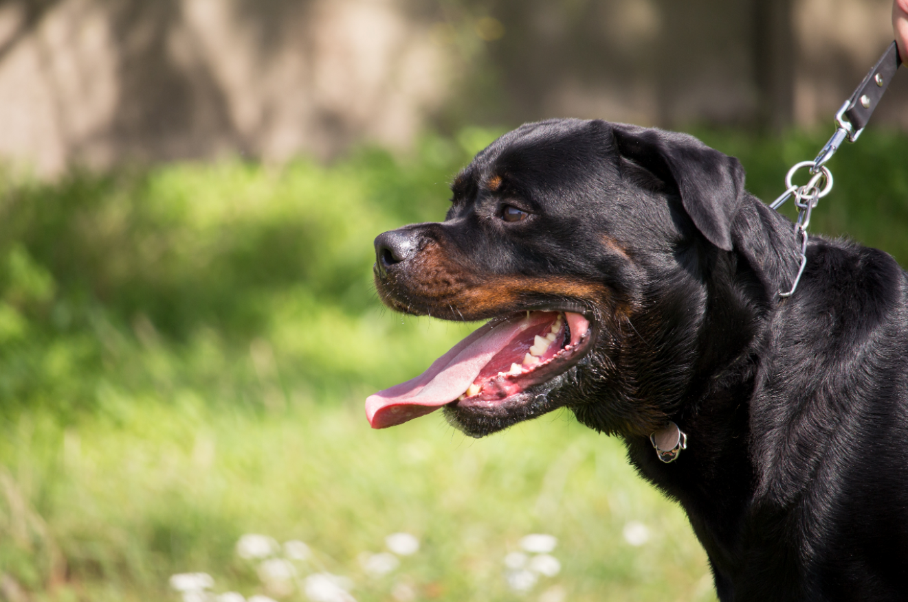 Article image for Council rangers searching for Rottweiler after two dogs were left with serious injuries after attack