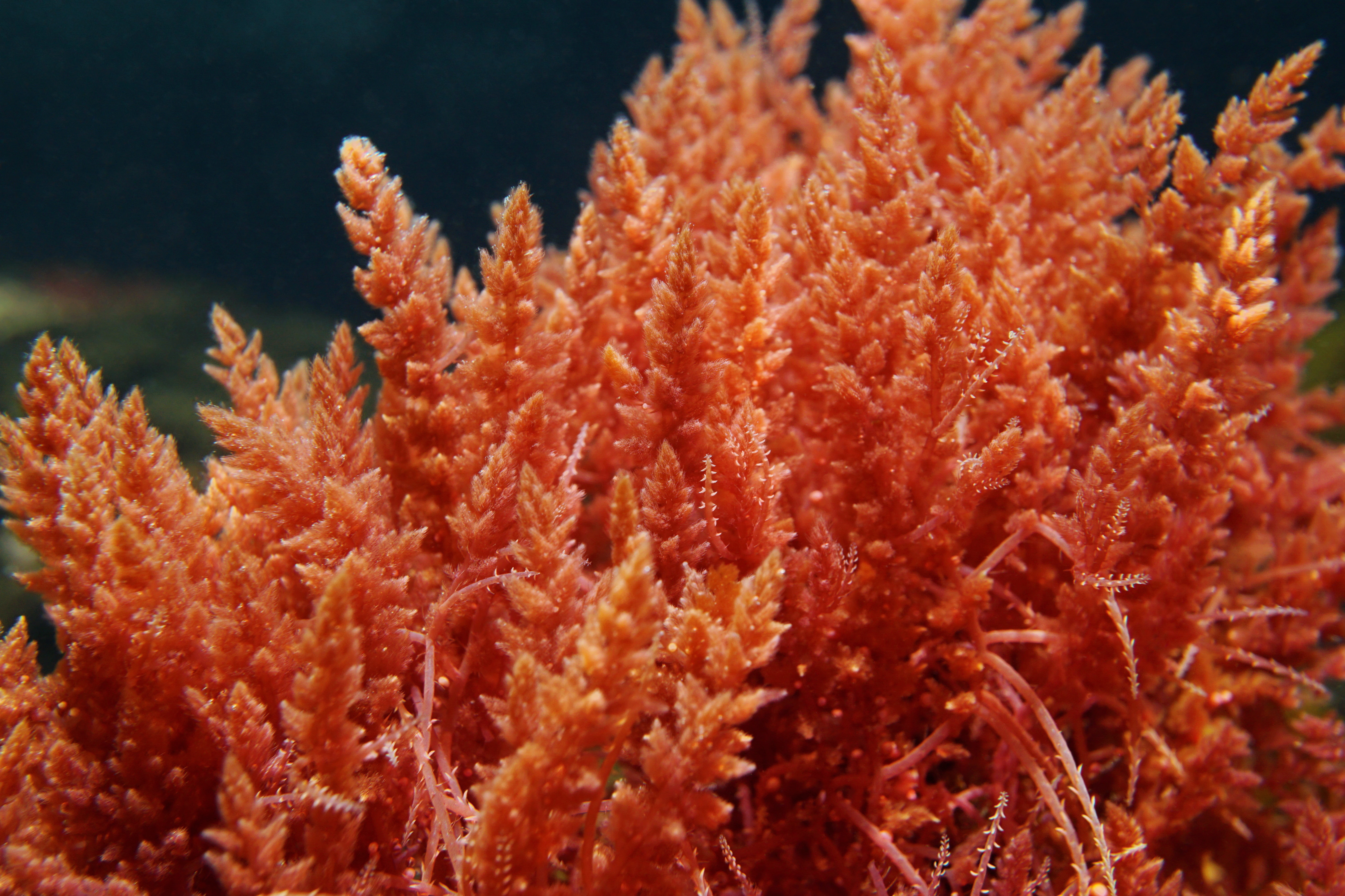 Самыми глубоководными водорослями являются. Дазия водоросль. Кораллина водоросль. Красные водоросли. Оранжевые водоросли.