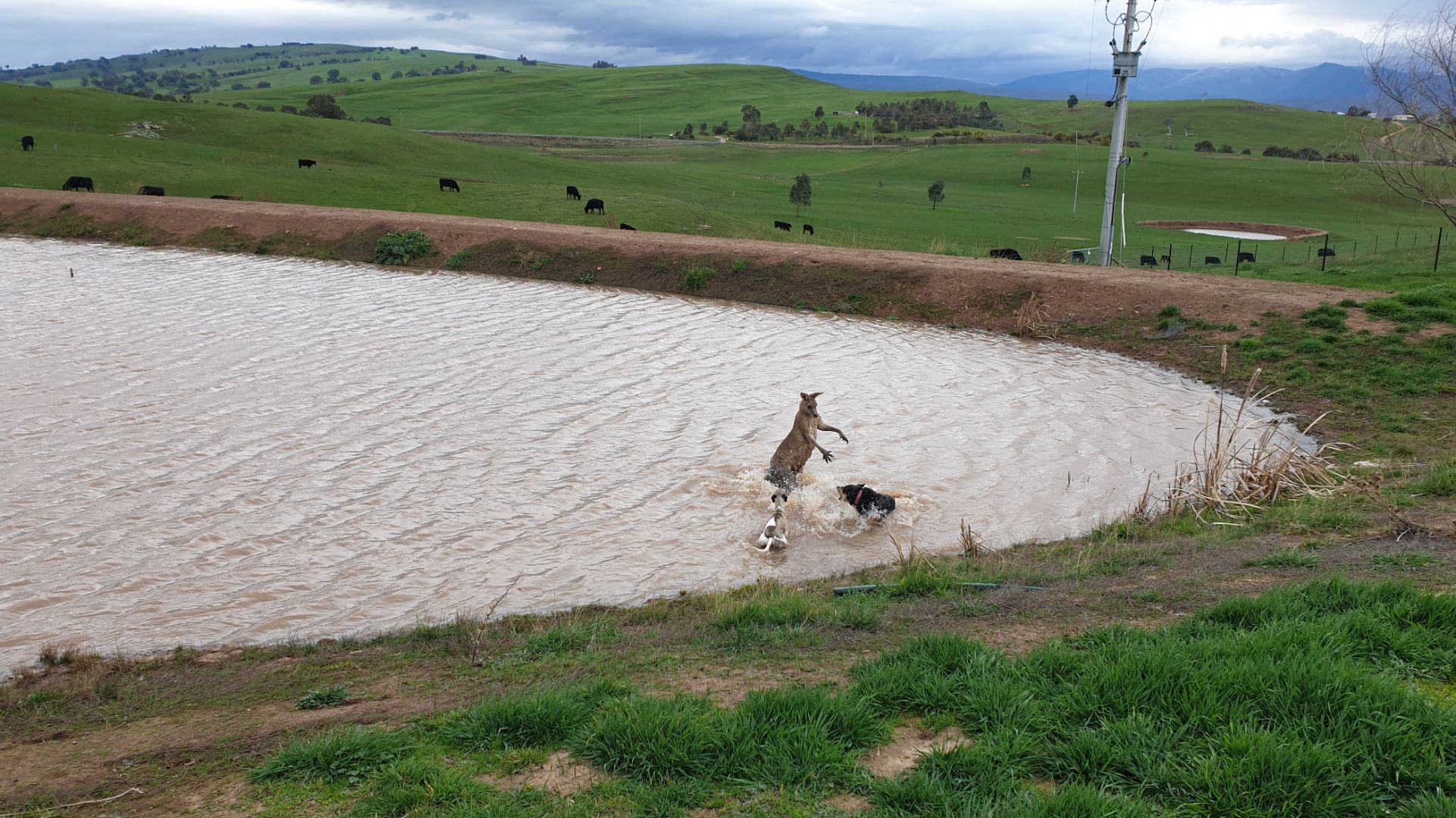 Article image for Kangaroo fends off dogs