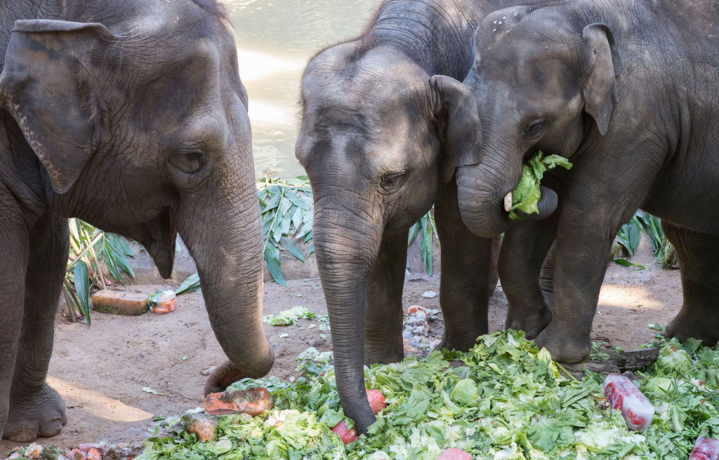 Article image for Melbourne Zoo is losing its much loved elephants